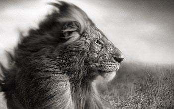 Animals, Lion, Bw, Chb, Mane, Wind HD wallpaper