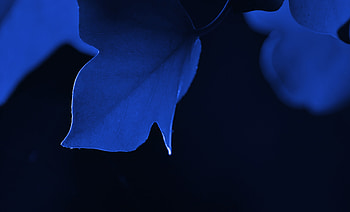 Blue leaf, macro, close up HD wallpaper