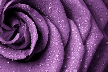 Rose, Flower, Purple, Drops HD wallpaper
