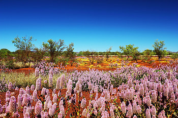 wildflowers western Australia, trees, flowers, field, Australia HD wallpaper