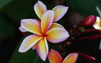 Plumeria, nature, graphy, flower HD wallpaper