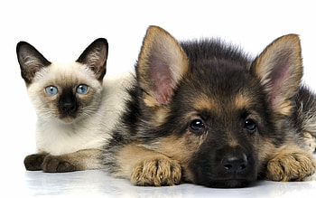Animals, Cats, Dogs HD wallpaper