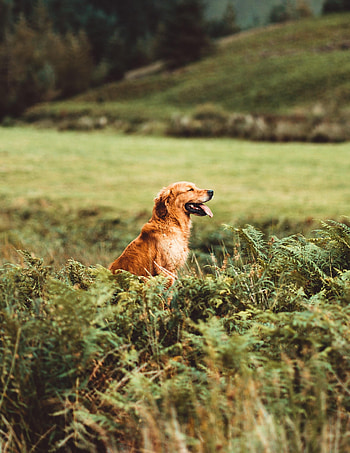 Animals, Grass, Dog, Protruding Tongue, Tongue Stuck Out, Retriever, Golden Retriever, Profile HD phone wallpaper