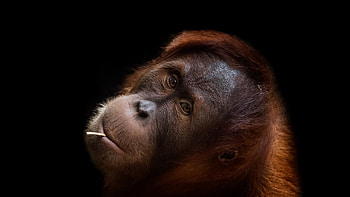 Orangutan, Monkey , beauty, Primate fascination HD wallpaper