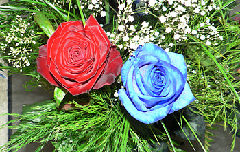 Two Roses, blue, wide screen, red HD wallpaper