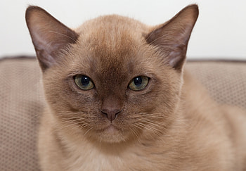 Animals, Kitty, Kitten, Muzzle, Sight, Opinion, Burmese Cat HD wallpaper