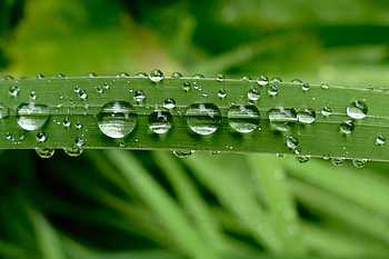 Drops, Plant, Macro, Wet, Sheet, Leaf HD wallpaper