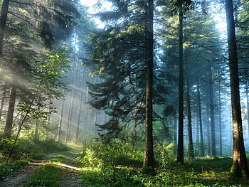 Landscape, Trees HD wallpaper
