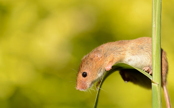 Animals, Sheet, Leaf, Mouse, Rodent, Little Mouse, Baby Mouse HD wallpaper