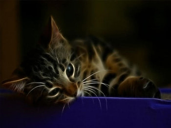 junior1, cat, junior HD wallpaper