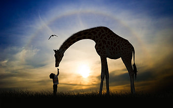 :), boy, sky, giraffe, silhouette, child, sunrise, sunset, copil HD wallpaper