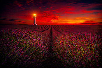 Lavender field at sunset, lighthouse, beautiful, fiery, field, lavender, red, sky, , sunset HD wallpaper