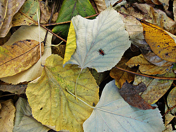 Ladybug and leaves, leaves, ladybug, yellow, red, autumn HD wallpaper