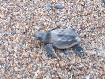 SEA TURTLE JUST HATCHED, new born, turtle edisto island HD wallpaper
