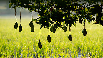 Ripening mangoes on a tree, India, mango, nature, tree HD wallpaper