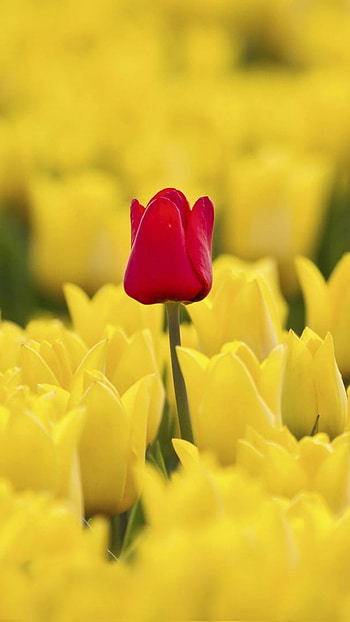 A Yellow, Red Tulip, Yellow Flower HD phone wallpaper