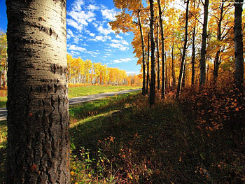 Landscape, Trees, Autumn HD wallpaper