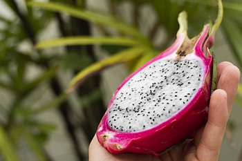 Dragon Fruit, Planting guide, Seed purchase, Growing tips HD wallpaper