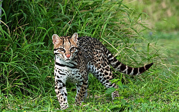 Ocelot, Stunning , Graceful feline, Captivating HD wallpaper