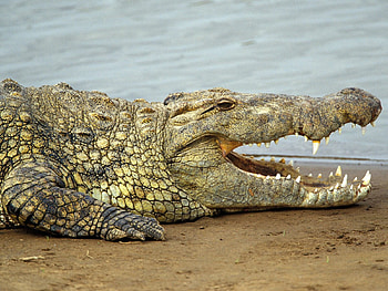 Nile Crocodile, animal, nile river, crocodile, wild HD wallpaper
