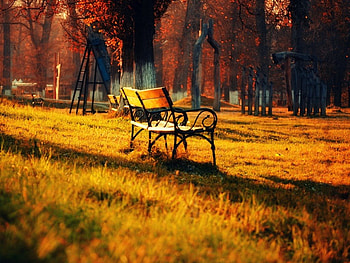 Park Bench, golden, benche, afternoon, autumnal, park HD wallpaper