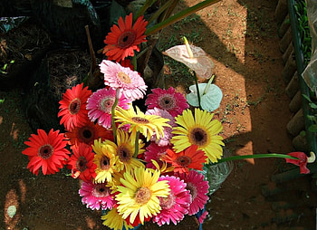 Flowers, Gerberas, Bouquet, Vases, Anthurium HD wallpaper