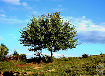 Nature, Sky, Wood, Tree HD wallpaper