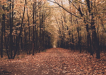 A tranquil autumn scene with a pathway through a forest, covered in colorful fallen leaves. HD wallpaper