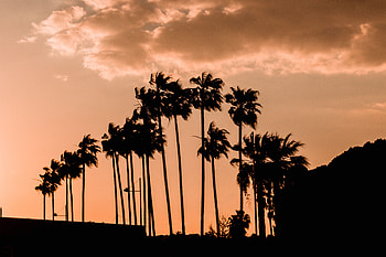 Sky, Twilight, Clouds, Palms, Dark, Dusk, Outlines HD wallpaper