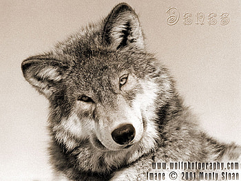 CURIOSITY, funny animals, wolves, animals, snow, dogs, nature, grey wolf HD wallpaper