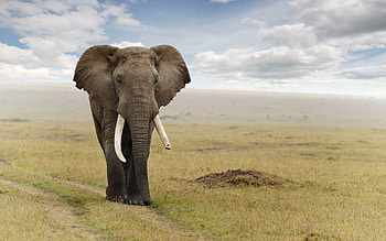 Serene elephants, Peaceful forest scenes, Sunlit mornings HD wallpaper