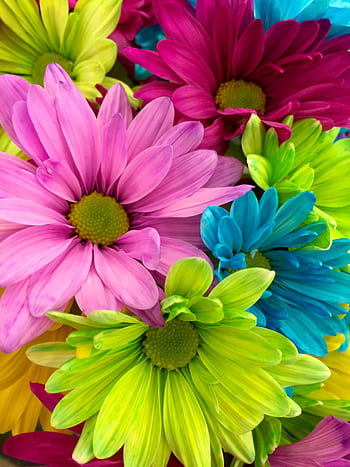 Close-up of vibrant dyed daisies with a colorful background, showcasing diverse hues. HD phone wallpaper