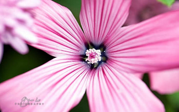Pink flower, softness, graphy, garden, , spring, summer, pink, abstract, petals, flower, close-up, nature, macro HD wallpaper