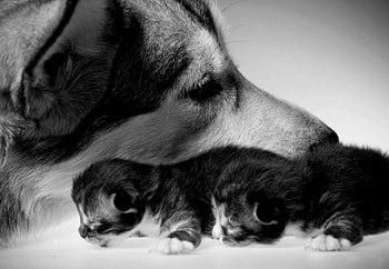Cute guard, dog, color, expression, cats, , new HD wallpaper