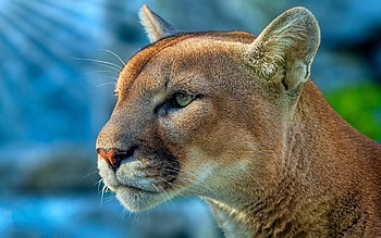 Cougar , cougar, animals, wild, predator HD wallpaper