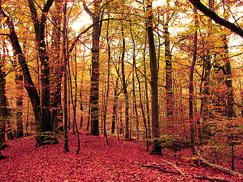 Autumn Walk, autumn, nature, forest, tree HD wallpaper