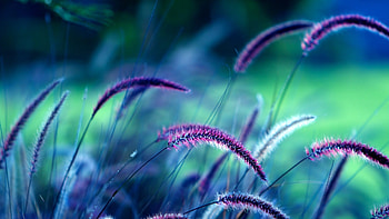 Reflections of spikes, fields, grass, nature, flowers, ligth HD wallpaper