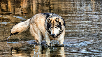 Wolf in Water, fur, wild, wolf, water HD wallpaper