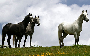three horses, grass, horse, sky, lippizaner HD wallpaper