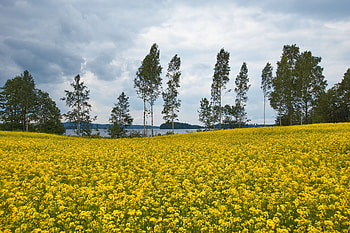 Landscape, Nature, Flowers, Trees, Field HD wallpaper