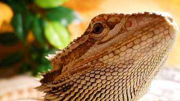 lizard, face, head, reptile HD wallpaper