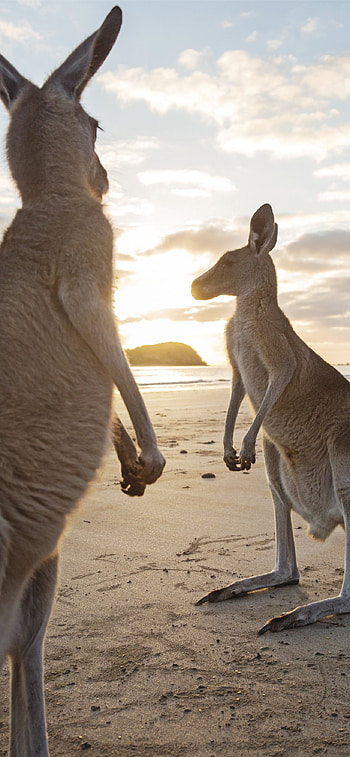 Kangaroo , , Kangaroo HD phone wallpaper