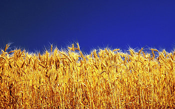 Plants, Wheat HD wallpaper