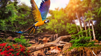 Colorful Parrot , colorful, parrot, birds HD wallpaper