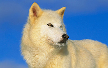 Animals, Dogs HD wallpaper