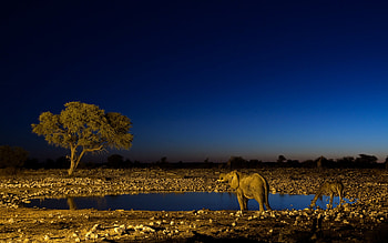 Kruger National Park, South Africa, , African landscapes HD wallpaper