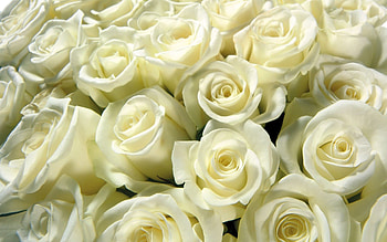 Roses, Macro, Bud, Lot HD wallpaper