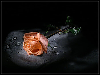 Coral beauty, water droplets, lovely flower, black background, green stem, coral rose HD wallpaper