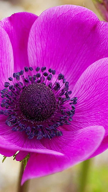 purple flower, earth, nature, flower HD phone wallpaper