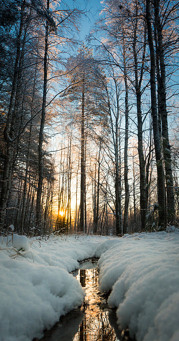 Nature, Trees, Sun, Snow, Creek, Brook HD phone wallpaper
